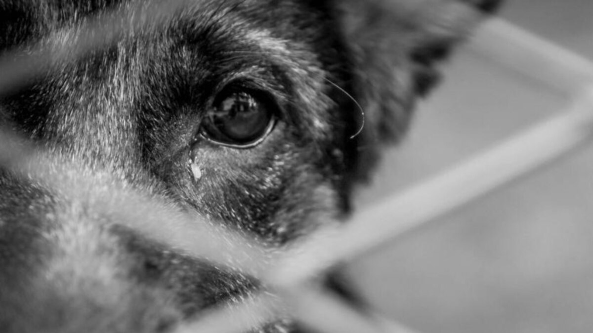imagenes/fotos_noticias/V435PCHVOFCE5L3LRHV6FCZ6MM.jpeg